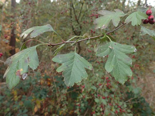 Crataegus x macrocarpa \ Gro�fr�chtiger Wei�dorn / Hybrid Hawthorn, D Bickenbach 27.10.2018