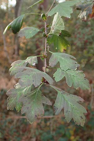 Crataegus x macrocarpa \ Gro�fr�chtiger Wei�dorn / Hybrid Hawthorn, D Bickenbach 27.10.2018