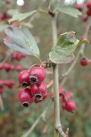 Crataegus x macrocarpa \ Gro�fr�chtiger Wei�dorn / Hybrid Hawthorn, D Bickenbach 27.10.2018