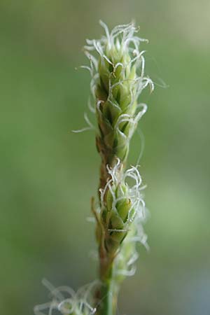 Carex echinata \ Igel-Segge, Stern-Segge / Star Sedge, D Odenwald, Grasellenbach 26.5.2019