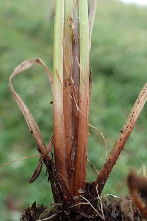 Carex acuta \ Schlank-Segge, Spitz-Segge / Acute Sedge, Slender Tufted Sedge, D R&uuml;sselsheim 5.10.2019