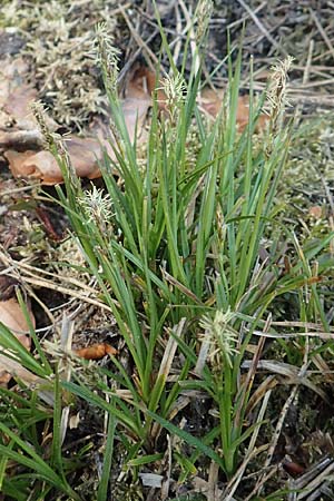 Carex spicata, Stachel-Segge, Korkfr&uuml;chtige Segge