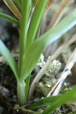 Carex spicata \ Stachel-Segge, Korkfr�chtige Segge / Spicate Sedge, Prickly Sedge, D Viernheim 17.4.2020