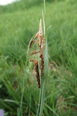 Carex acutiformis \ Sumpf-Segge / Lesser Pond Sedge, D Neuleiningen 25.5.2020