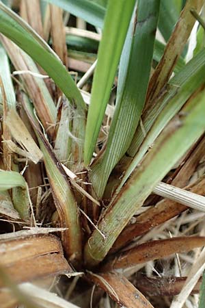 Carex acutiformis \ Sumpf-Segge / Lesser Pond Sedge, D Neuleiningen 25.5.2020