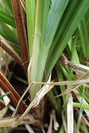Carex acutiformis \ Sumpf-Segge / Lesser Pond Sedge, D Neuleiningen 25.5.2020