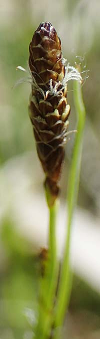 Carex distans \ Entfernt�hrige Segge, L�cken-Segge / Distant Sedge, D Neuried-Altenheim 27.4.2021
