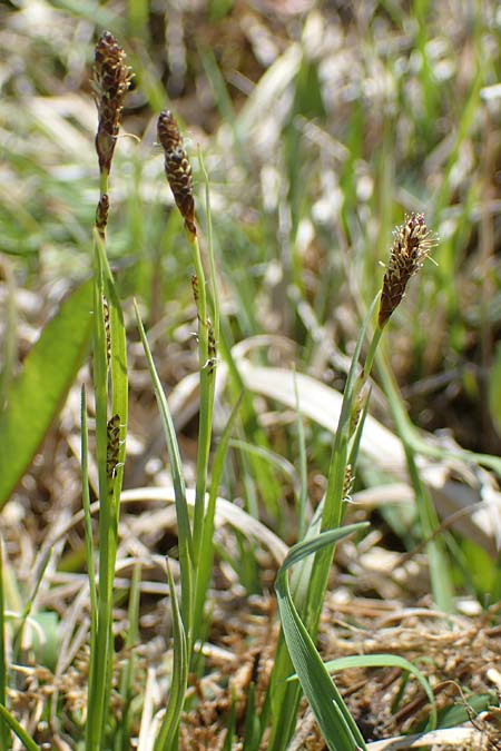 Carex distans \ Entfernt�hrige Segge, L�cken-Segge / Distant Sedge, D Neuried-Altenheim 27.4.2021