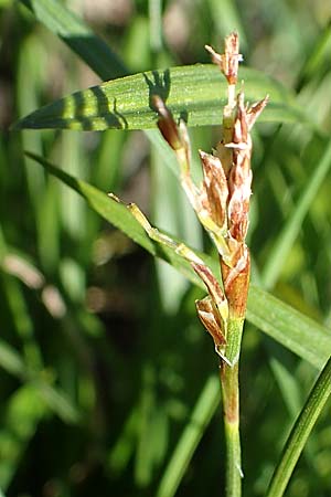 Carex ornithopoda \ Vogelfu�-Segge / Bird's Foot Sedge, D Rheinau-Freistett 1.6.2021