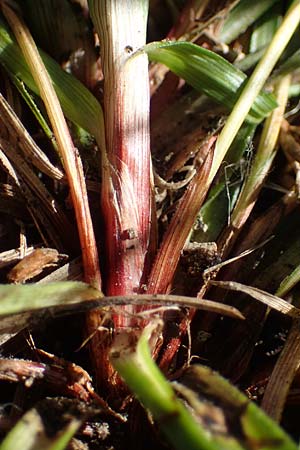 Carex ornithopoda \ Vogelfu�-Segge / Bird's Foot Sedge, D Rheinau-Freistett 1.6.2021