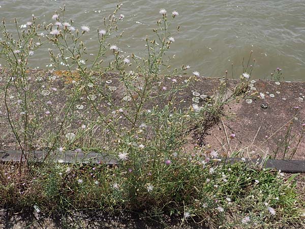 Centaurea australis x diffusa \ Sandb�rtige Flockenblume / Hybrid Knapweed, D Mannheim 10.7.2021