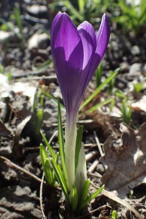Crocus tommasinianus x vernus, Hybrid-Krokus