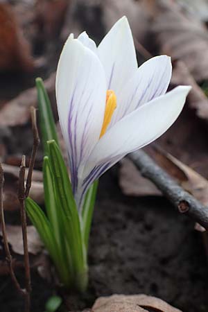 Crocus tommasinianus x vernus, Hybrid-Krokus