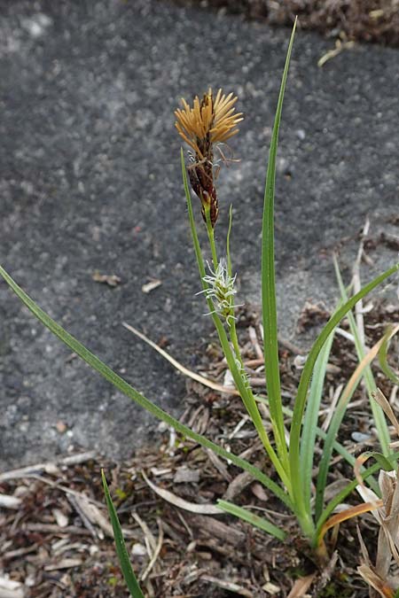 Carex hirta \ Behaarte Segge / Hairy Sedge, D Mannheim 24.4.2022
