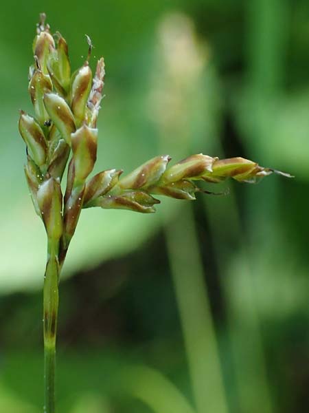 Carex digitata \ Finger-Segge / Fingered Sedge, D Weinheim an der Bergstra&szlig;e 28.4.2022