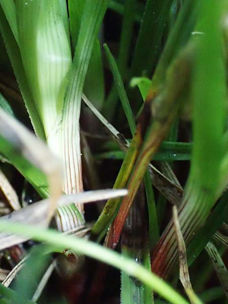 Carex digitata \ Finger-Segge / Fingered Sedge, D Weinheim an der Bergstra&szlig;e 28.4.2022