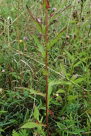 Centaurea jacea subsp. substituta \ Ersetzte Wiesen-Flockenblume / Substituted Knapweed, D L&uuml;nen 2.8.2023