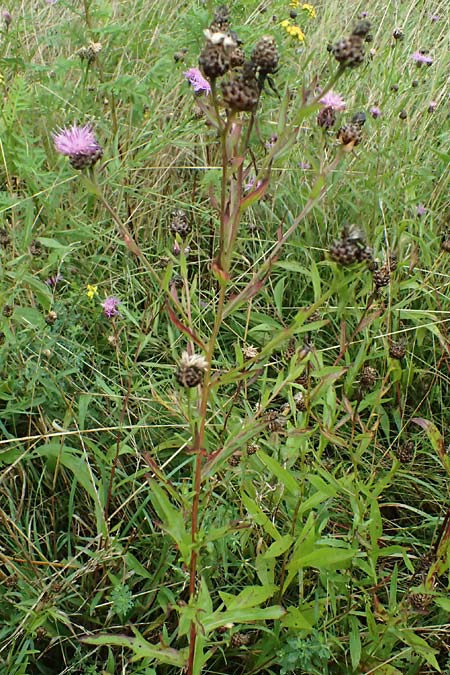 Centaurea jacea subsp. substituta \ Ersetzte Wiesen-Flockenblume / Substituted Knapweed, D L&uuml;nen 2.8.2023