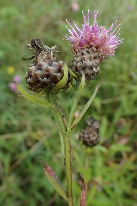 Centaurea jacea subsp. substituta \ Ersetzte Wiesen-Flockenblume / Substituted Knapweed, D L&uuml;nen 2.8.2023
