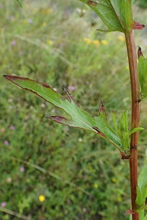 Centaurea jacea subsp. substituta \ Ersetzte Wiesen-Flockenblume / Substituted Knapweed, D L&uuml;nen 2.8.2023