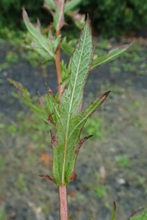 Centaurea jacea subsp. substituta \ Ersetzte Wiesen-Flockenblume / Substituted Knapweed, D L&uuml;nen 2.8.2023