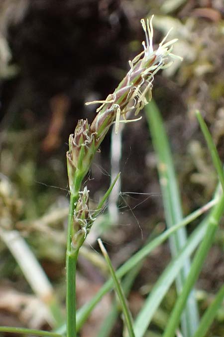 Carex pilulifera \ Pillen-Segge / Pill Sedge, D Regen 8.5.2025