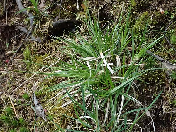 Carex pilulifera \ Pillen-Segge / Pill Sedge, D Regen 8.5.2025
