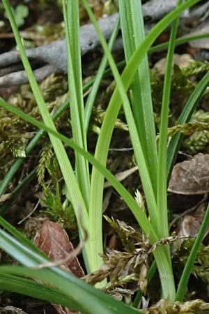 Carex pilulifera \ Pillen-Segge / Pill Sedge, D Regen 8.5.2025