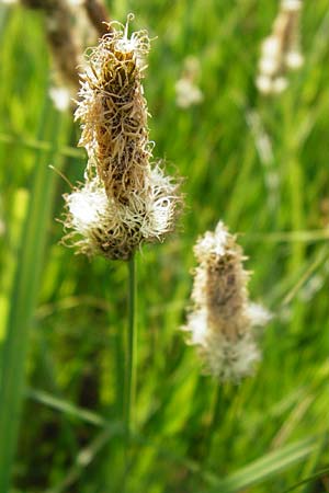 Carex disticha \ Zweizeilige Segge / Brown Sedge, Two-Ranked Sedge, D Gimbsheim 11.5.2015