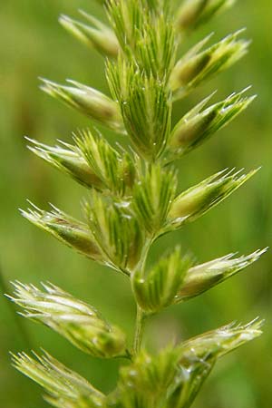 Cynosurus cristatus \ Wiesen-Kammgras / Crested Dogstail, D Hechingen 20.6.2015