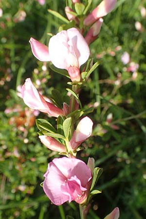 Cytisus purpureus \ Purpur-Zwergginster, Purpur-Gei�klee / Scarlet Dwarf Broom, Purple Broom, D Weinheim an der Bergstra&szlig;e, Botan. Gar.  Hermannshof 1.5.2016