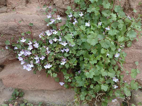 Cymbalaria muralis \ Gemeines Zimbelkraut, Mauer-Zimbelkraut / Ivy-Leaved Toadflax, Kenilworth Toadflax, D Neuleiningen, Burg/Castle 1.4.2017