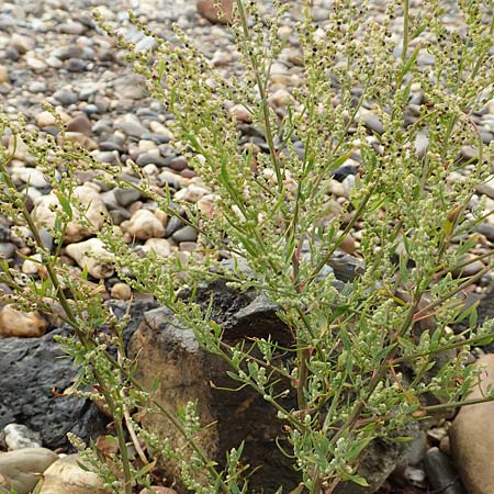 Chenopodium album subsp. pedunculare \ Stielbl�tiger G�nsefu� / Seaport Goosefoot, D Krefeld-Uerdingen 28.9.2017