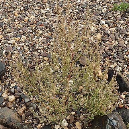 Chenopodium album subsp. pedunculare \ Stielbl�tiger G�nsefu� / Seaport Goosefoot, D Krefeld-Uerdingen 28.9.2017