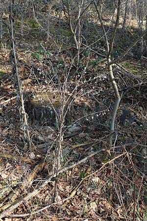 Cynoglossum officinale \ Gew�hnliche Hundszunge / Hound's-Tongue, D Schwetzingen 25.3.2018