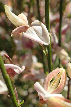 Cytisus multiflorus \ Wei�er Ginster, Vielbl�tiger Gei�klee / White Broom, D Neuleiningen 23.4.2020