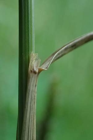 Cynosurus cristatus \ Wiesen-Kammgras / Crested Dogstail, D Rh&ouml;n,  Bischofsheim 21.6.2023