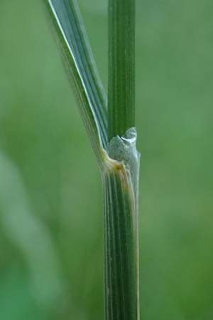 Cynosurus cristatus \ Wiesen-Kammgras / Crested Dogstail, D Rh&ouml;n,  Bischofsheim 21.6.2023