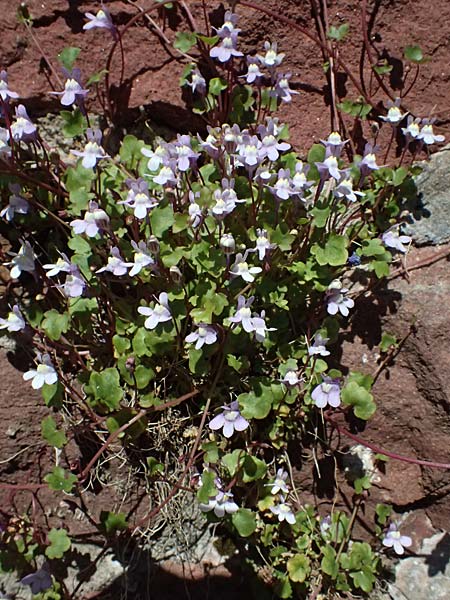Cymbalaria muralis \ Gemeines Zimbelkraut, Mauer-Zimbelkraut / Ivy-Leaved Toadflax, Kenilworth Toadflax, D Dilsberg 6.4.2025