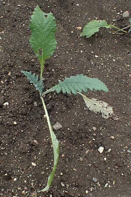 Cynara cardunculus var. scolymus \ Artischocke / Globe Artichoke, Cardoon, D Botan. Gar.  Universit.  Ulm 26.5.2025