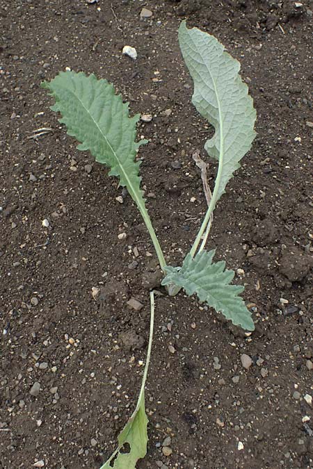 Cynara cardunculus var. scolymus \ Artischocke / Globe Artichoke, Cardoon, D Botan. Gar.  Universit.  Ulm 26.5.2025