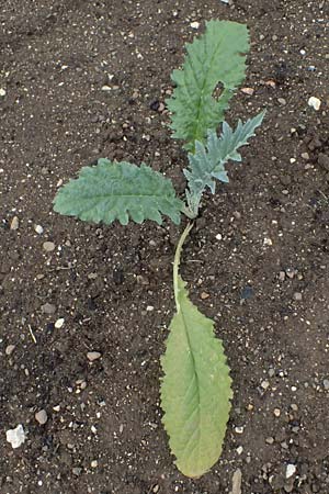 Cynara cardunculus var. scolymus \ Artischocke / Globe Artichoke, Cardoon, D Botan. Gar.  Universit.  Ulm 26.5.2025