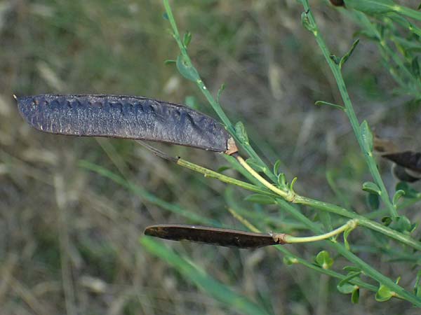 Cytisus scoparius \ Besen-Ginster / Scotch Broom, D Frankfurt Airport 19.7.2025