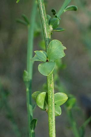 Cytisus scoparius \ Besen-Ginster / Scotch Broom, D Frankfurt Airport 19.7.2025