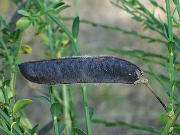Cytisus scoparius \ Besen-Ginster / Scotch Broom, D Frankfurt Airport 19.7.2025