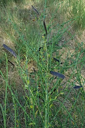 Cytisus scoparius \ Besen-Ginster / Scotch Broom, D Frankfurt Airport 19.7.2025