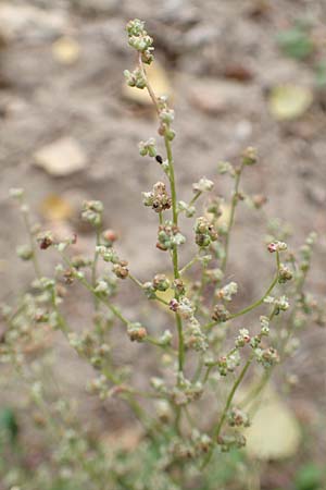 Chenopodium album subsp. pedunculare \ Stielbl�tiger G�nsefu� / Seaport Goosefoot, D Wei&szlig;enthurm-Kaltenengers 27.9.2017
