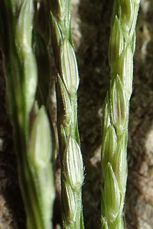 Digitaria sanguinalis \ Blutrote Fingerhirse / Hairy Finger-Grass, D Mannheim 17.9.2017