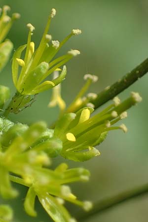 Descurainia sophia \ Besen-Rauke / Flixweed, Tansy Mustard, D Mannheim 13.5.2021