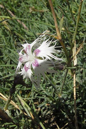 Dianthus arenarius \ Sand-Nelke / Stone Pink, D Botan. Gar.  Universit.  Mainz 4.8.2007